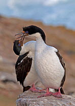 Pair of King Cormorants (Phalacrocorax albiventer) courtship ritual, on the coastline, Sea Lion Island, Falkland Islands, November