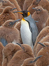 King Penguin (Aptenodytes patagonicus) adult standing amongst colony of chicks, Gold Harbor, South Georgia, South Atlantic Islands
