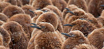 King Penguin chicks (Aptenodytes patagonicus) huddling together in blowing snow for safety as they await the return of their parents from the sea.  Gold Harbor, South Georgia, South Atlantic Islands