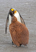 King Penguin (Aptenodytes patagonicus) feeding  chick during snowstorm, Gold Harbor, South Georgia, South Atlantic Islands