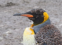 King Penguin (Aptenodytes patagonicus) head portrait of adult moulting. Gold Harbor, South Georgia