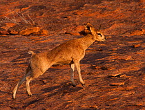 Klipspringer (Oreotragus oreotragus) stretching in first light, Augrabies National Park, South Africa, May