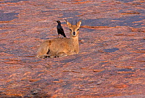 Klipspringer Ram (Oreotragus oreotragus) with a Red-winged Starling (Onychognathus morio) perched on his back at sunrise, Augrabies National Park, South Africa, May