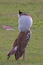 Kori Bustard (Ardeotis kori) calling during courtship display, Ngorongoro Crater of Tanzania, East Africa