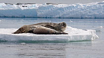 Leopard Seal (Hydrurga leptonyx) female nursing pup, on an iceberg. Pleneau Bay, Antarctica, November