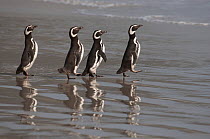 Magellanic Penguins (Spheniscus magellanicus)marching to the sea, Saunders Island in the Falkland Islands, November
