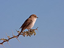 Marico Flycatcher (Bradornis mariquensis) perched on branch, Kgalagadi TB Park of South Africa, June