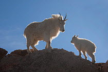 Rocky Mountain Goat (Oreamnos americanus) Nanny and Kid on the skyline of a ridge, Mount Evans west of Denver, Colorado, USA