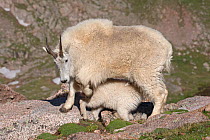 Rocky Mountain Goat (Oreamnos americanus) Nanny nursing her Kid,  Mount Evans west of Denver, Colorado, USA