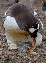 Gentoo Penguin chick (Pygoscelis papua) newly hatched and sleeping on the feet of parent, Saunders Island, Falkland Islands