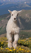 Rocky Mountain Goat kid (Oreamnos americanus) portrait, on tundra of Mount Evans west of Denver, Colorado, USA