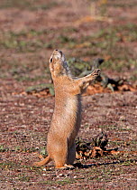 Western Black-tailed Prairie Dog (Cynomys ludovicianus) rises and gives territorial cry, from open land in downtown Parker, Colorado, USA