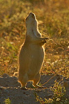 Western Black-tailed Prairie Dog (Cynomys ludovicianus) giving territorial cry, Wind Cave national Park of South Dakota