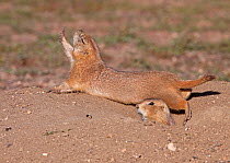 Western Black-tailed Prairie Dog (Cynomys ludovicianus) stretching at entrance to burrow, with another emerging, downtown Parker, Colorado, USA