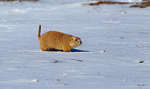 Western Black-tailed Prairie Dog (Cynomys ludovicianus) foraging in snow, Colorado, USA