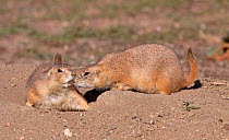Two Western Black-tailed Prairie Dogs (Cynomys ludovicianus) greeting one another entrance to burrow, with another emerging, downtown Parker, Colorado, USA