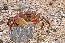 Cocos-Keeling  / Blue Land Crab (Cardisoma carnifex) on beach, North Keeling, Cocos-Keeling Island Group, Australia.