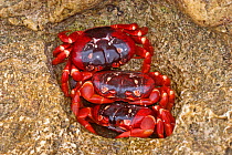 Three  male Christmas Island Red Crabs (Gecarcoidea natalis) huddled together in a safe hole in rocks on a beach, await the arrival of the female Red Crabs as their part of the annual migration. Chris...