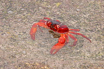 Christmas Island Red Land Crab (Gecarcoidea natalis) in shallow water, Christmas Island, Indian Ocean, Australia