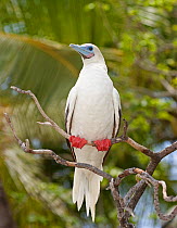 Red-footed Boobie (Sula sula) perched on branch, North Keeling National Park, Cocos-Keeling islands, Australia