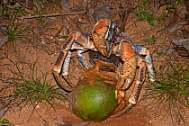 Robber / Coconut Crab (Birgus latro) opening a green coconut, Christmas Island, Australia, Indian Ocean, November. Sequence 1/3