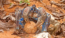 Robber / Coconut Crab (Birgus latro) holding coconut with husk removed, Christmas Island, Australia, Indian Ocean, November. Sequence 2/3