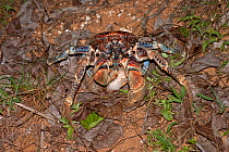 Robber / Coconut Crab (Birgus latro) feeding on coconut flesh,  Christmas Island, Australia, Indian Ocean, November. Sequence 3/3
