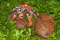 Robber Crab (Birgus latro) with two coconuts, and beginning to open the first, Christmas Island, Australia in the Indian Ocean