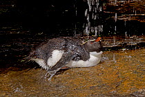 Rockhopper Penguin (Eudyptes chrysocome) bathing in freshwater stream, Saunders Island, Falkland Islands, December