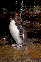 Rockhopper Penguin (Eudyptes chrysocome) bathing in freshwater stream, Saunders Island, Falkland Islands, December