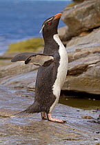 Rockhopper Penguin (Eudyptes chrysocome) stretching and cooling off by using its flippers as it rests on its long climb from the sea back to its rookery, Saunders Island, Falkland Islands.