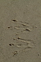 Rockhopper Penguin (Eudyptes chrysocome) tracks in the sand, Saunders Island, Falkland Islands.