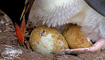 Rockhopper Penguin (Eudyptes chrysocome) adult with two eggs that have started to hatch. Saunders Island in the Falkland Islands.
