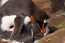 Pair of Rockhopper Penguins (Eudyptes chrysocome) copulating, Saunders Island, Falkland Islands, December