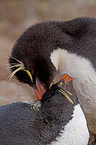 Pair of Rockhopper Penguins (Eudyptes chrysocome) preening in courtship display, Saunders Island in the Falkland Islands, November