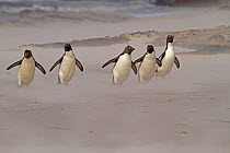 Five Rockhopper Penguins (Eudyptes chrysocome) making their way in sand storm back to their rookery. Saunders Island in the Falkland Islands.