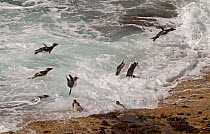 Rockhopper Penguins (Eudyptes chrysocome) are flung towards the shore, during high surf. Saunders Island, Falkland Islands, December