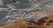 Three Rockhopper Penguins (Eudyptes chrysocome) porpopise towards the shore, during high surf. Saunders Island, Falkland Islands, December
