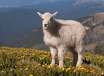 Rocky Mountain Goat kid (Oreamnos americanus); standing on the tundra of Mount Evans west of Denver, Colorado, USA