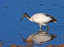 Sacred Ibis (Threskiornis aethiopicus) scouring a Kgalagadi waterhole for food, South Africa, May