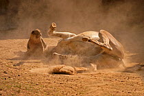 Somali Wild Ass (Equus africanus somaliensis) rolling in loose dirt and kicking up dust. St. Louis Zoo. Captive