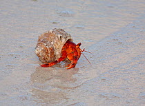Strawberry land Hermit Crab (Coenobita perlatus) moving across beach, in early morning. Cocos-Keeling Island group of Australia.