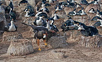Johnny Rook / Striated / Forster's Caracara (Phalcoboenus australis) stealing an egg from a King Cormorant (Phalacrocorax (atriceps) albiventer) nest. Sea Lion Island in the Falkland Islands, November...
