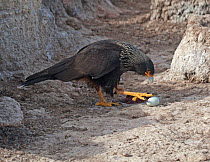 Johnny Rook / Striated / Forster's Caracara (Phalcoboenus australis) prepares to crack the egg it predated from a King Cormorant (Phalacrocorax atriceps/ albiventer) nest. Sea Lion Island in the Falkl...