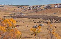 Cowboys on horseback driving herd of American Bison (Bison bison) into the holding pens at the Buffalo corrals. This event has grown in size now to where some 15,000-20,000 people attend each year. Cu...