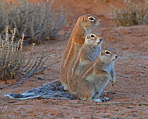 Three Cape Ground Squirrels (Xerus inauris)  standing together at sunset. Kgalagadi TB Park of South Africa