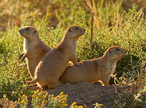 Three Western Black-tailed Prairie Dogs (Cynomys ludovicianus) at entrance to burrow. Cheyenne River drainage south of Hot Springs, South Dakota, USA