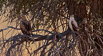 Two Tawny eagles (Aquila rapax) one in light phase and the other in dark phase, perched on tree branch, Kgalagadi TB Park of South Africa