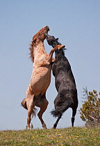 Two Mustang (Equus caballus) stallions, a strawberry roan on the left and a black on the right, rearing and fighting for dominance,  Pryor Mountain Range of Montana, USA