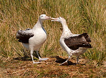 Pair of Wandering Albatross (Diomedea exulans) clicking bills together in courtship behaviour, at nest site, Pryon Island, South Georgia.